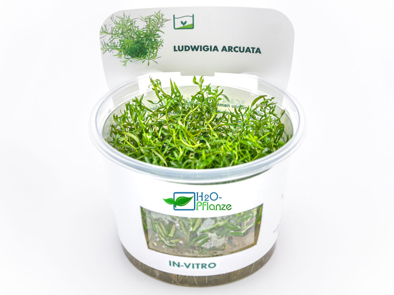 Schmalblättrige Ludwigie - Ludwigia arcuata in vitro